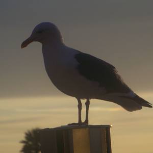 Collection Seagulls