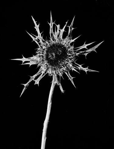 Original Black & White Still Life Photography by Attilio Scimone