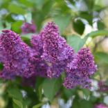 Lilac - Limited Edition of 1 by Natalia Goncharuk