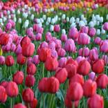 Tulips - Limited Edition of 1 by Natalia Goncharuk