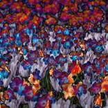 Tulips - Limited Edition of 3 by Natalia Goncharuk