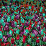 Tulips - Limited Edition of 3 by Natalia Goncharuk