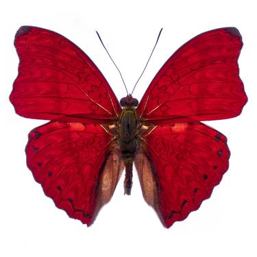 Saatchi Art Artist HEIKO HELLWIG; Photography, “Flying Red 01 - Limited Edition” #art