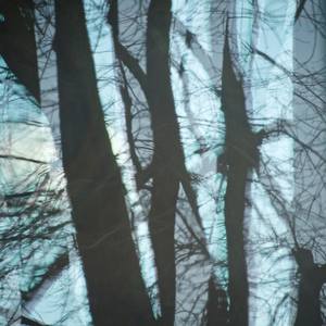 Collection Reflected Trees