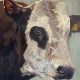 Blaarkop bull by Philine van der Vegte
