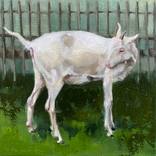 White goat by Philine van der Vegte