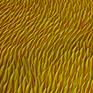 detail - varnished
