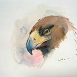 Eagle on Mind by Danilo Djurovic