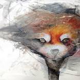 The Red Panda wipe by Danilo Djurovic