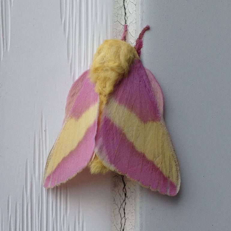 Rosy Maple Moth Photography by Stephan Glicken