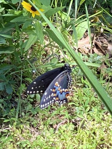 Spicebush Swallowtail OR Green-Clouded Butterfly thumb
