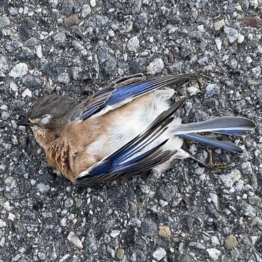 Eastern Bluebird thumb