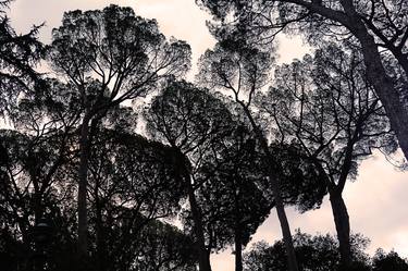 Print of Conceptual Tree Photography by Drozdova Mariia