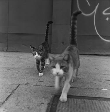 Alley Cats thumb