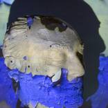 Collection Projection on object
