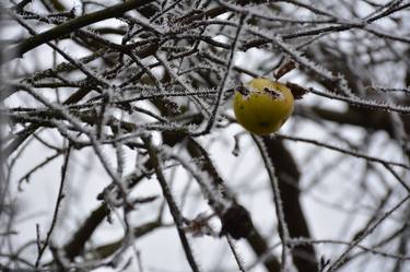 Apple in frost - Limited Edition 1 of 50 thumb