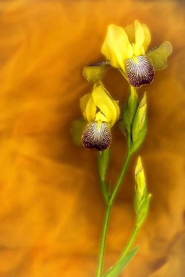 from a series of flowers. Irises on yellow - Limited Edition of 10 thumb
