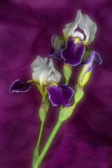 irises on purple - Limited Edition of 10 thumb
