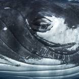 Whale eye - Limited Edition 1 of 10 by Mike Korostelev