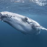 Baby whale - Limited Edition 1 of 10 by Mike Korostelev