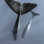 Whale tails - Limited Edition of 10 by Mike Korostelev
