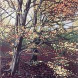Autumn Beeches by Alexandra Buckle