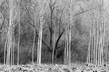 Original Fine Art Tree Photography by paolo aizza