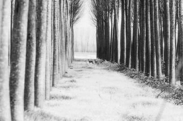 poplars and roes • malisana (ud), italy • limited edition 7 thumb