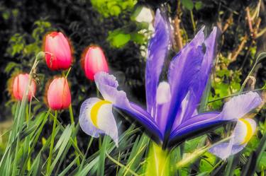 iris & tulipa • aiello del friuli (ud), italy • limited edition 7 thumb