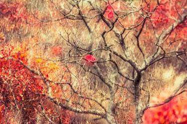 autumn presence • redipuglia (go), italy • limited edition 7 thumb