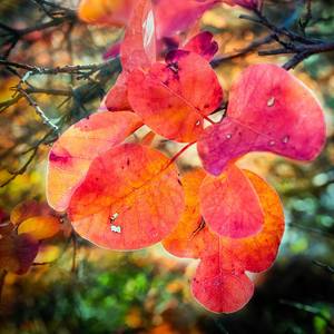 Collection autumn colors…part I