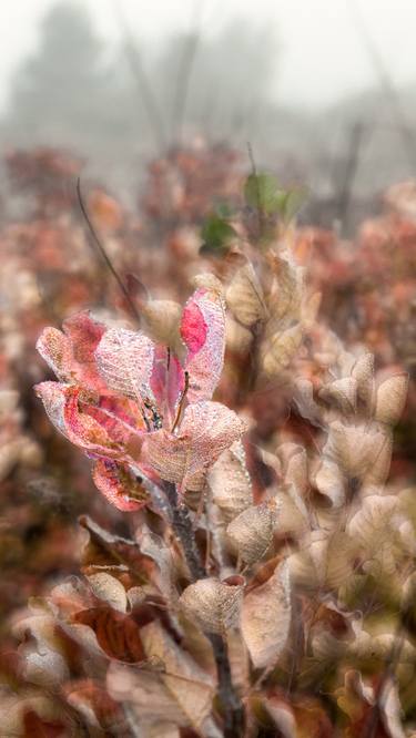 Original Nature Photography by paolo aizza