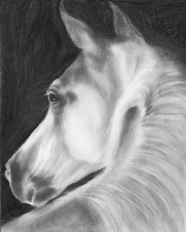 Original Realism Horse Drawings by Kelly Oakley