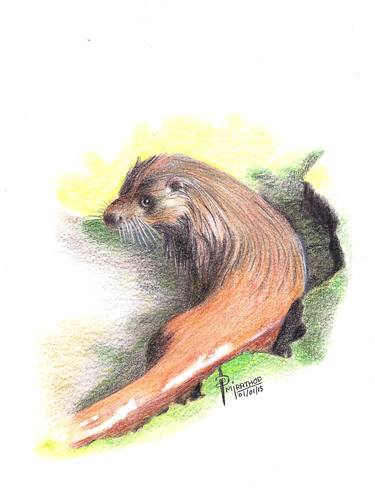 European Otter thumb