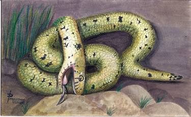 GRASS SNAKE ~ NATRIX - NATRIX thumb