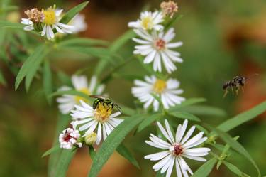 Original Documentary Floral Photography by Sarah Householder