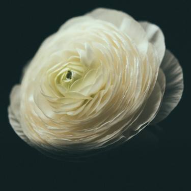 Original Fine Art Floral Photography by Gustavo Osorio