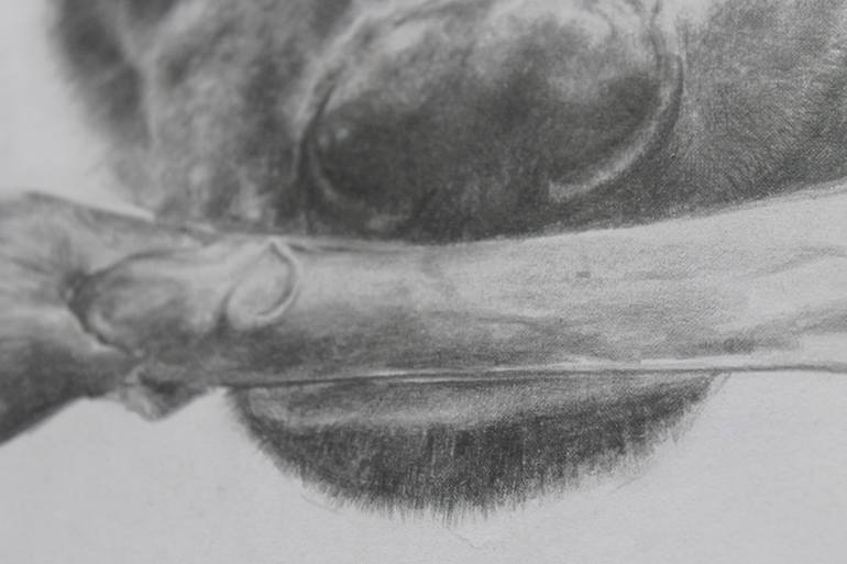 Original Modernism Animal Drawing by Taufiq Umar