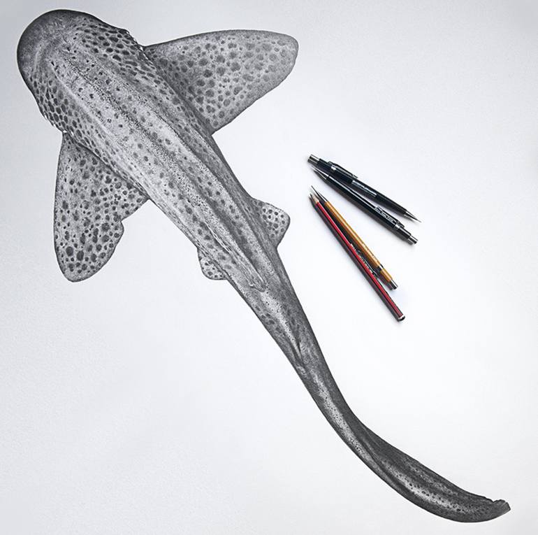 leopard shark drawing