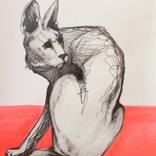 Wildcat by Sarah Edwards