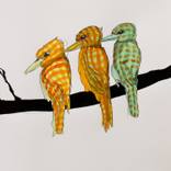 Tartan Birds by Sarah Edwards
