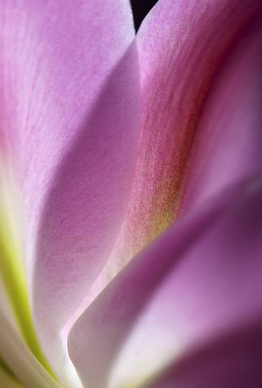 Print of Abstract Floral Photography by Lorenzo Mazzega