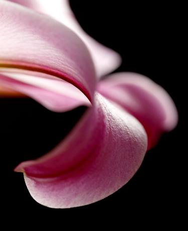 Original Abstract Expressionism Floral Photography by Lorenzo Mazzega