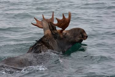 swimming moose thumb