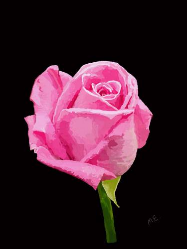 Pink rose on black thumb