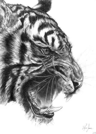 Original Animal Drawing by Ryan Jones