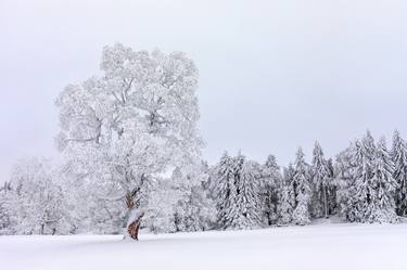 Print of Fine Art Tree Photography by Dominique Dubied