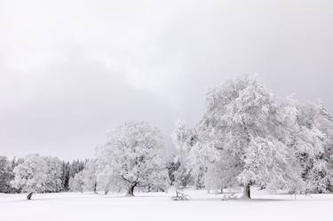 Print of Fine Art Tree Photography by Dominique Dubied