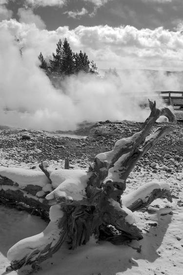 Yellowstone Tree Stump thumb