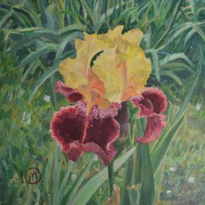 Two Tone Iris